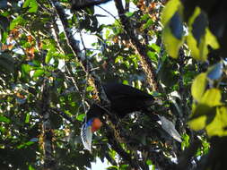 Image of Rufous-cheeked Hornbill