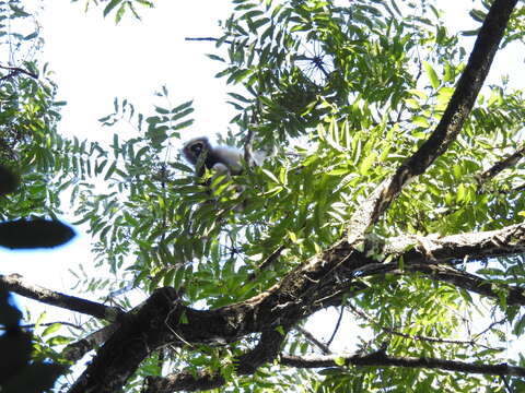 Image of Hoolock Gibbon