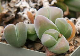 Imagem de Gibbaeum dispar N. E. Br.