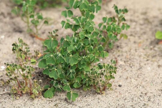 Imagem de Oxalis tuberosa Molina