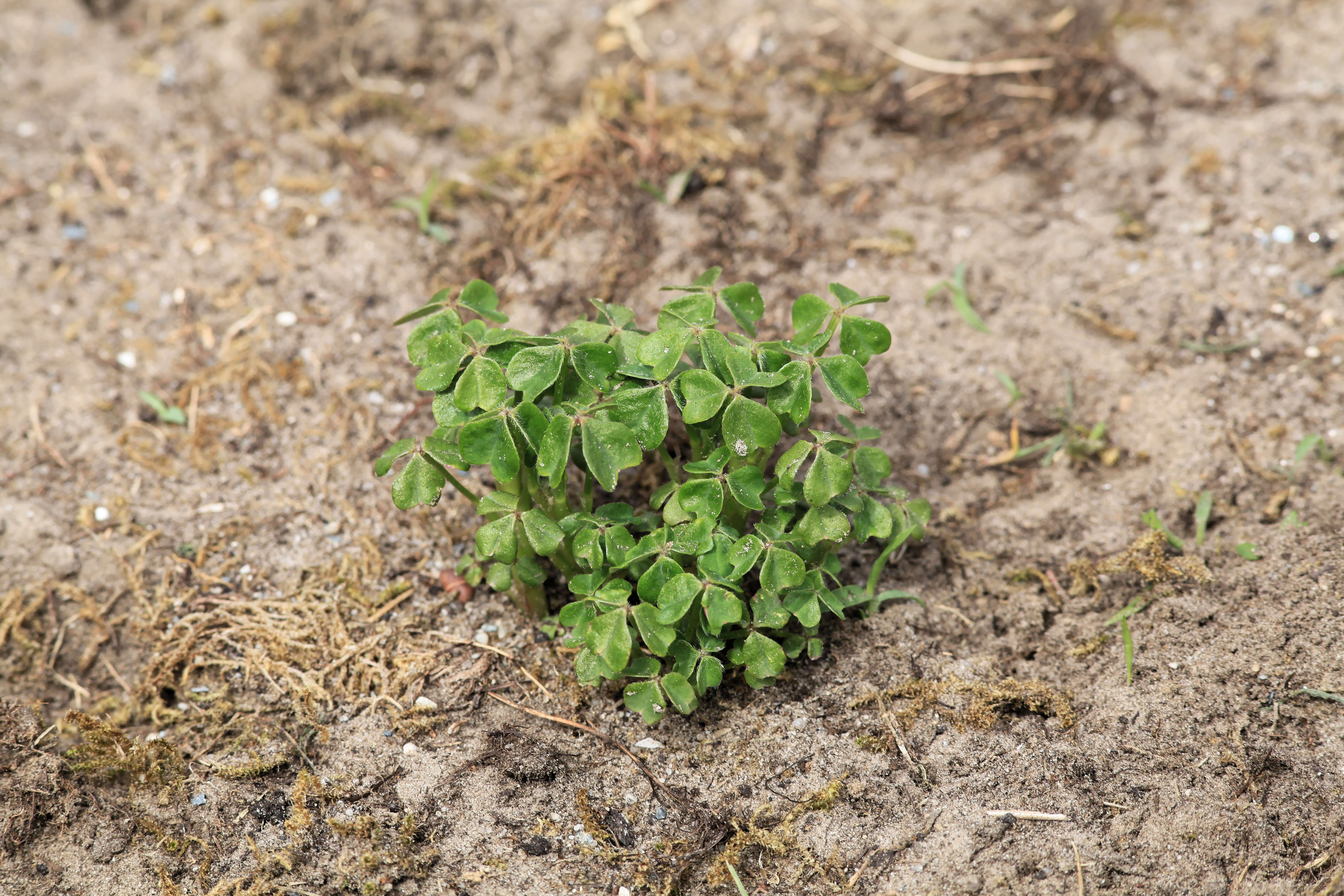 Imagem de Oxalis tuberosa Molina