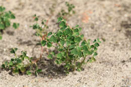 Imagem de Oxalis tuberosa Molina