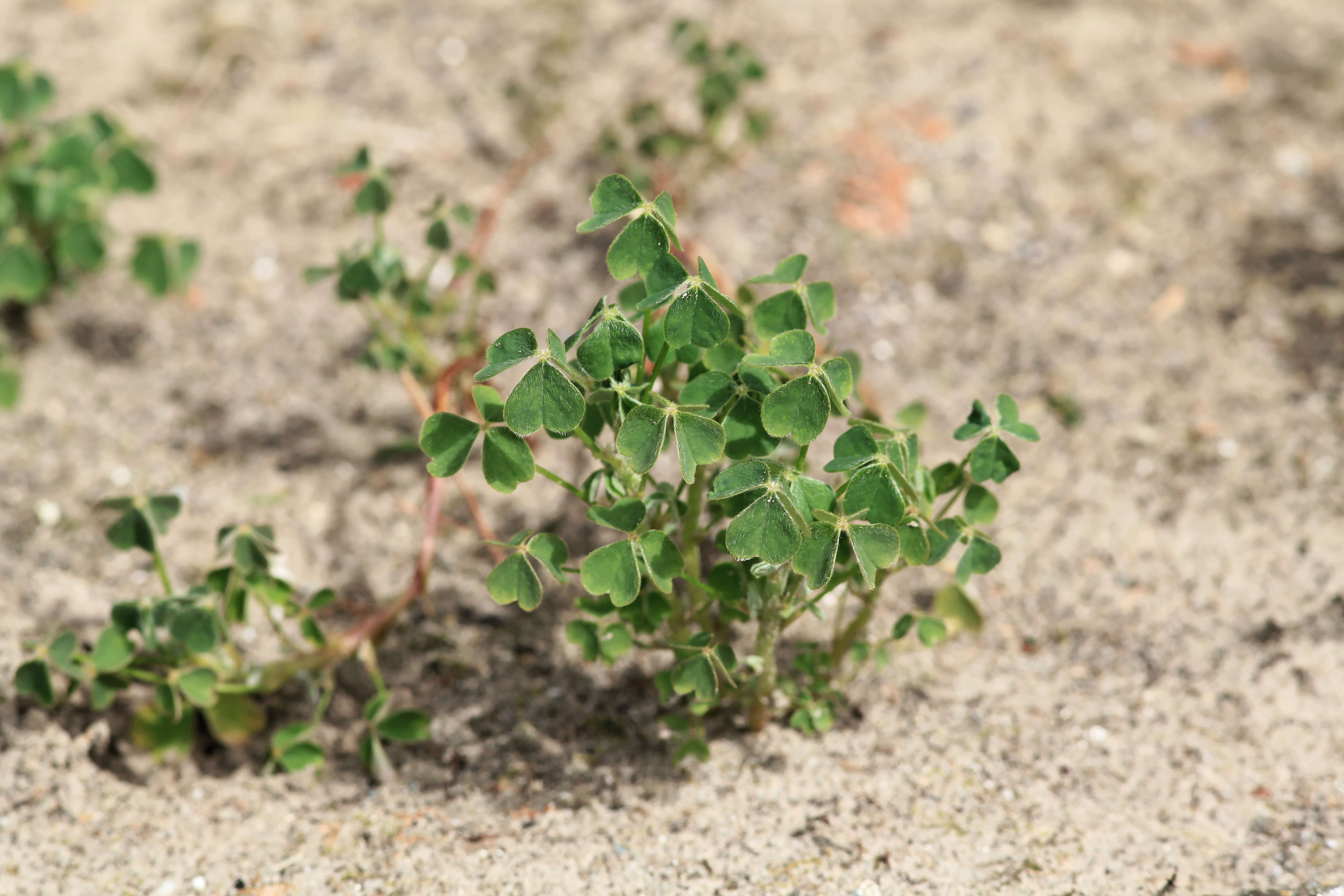 Imagem de Oxalis tuberosa Molina