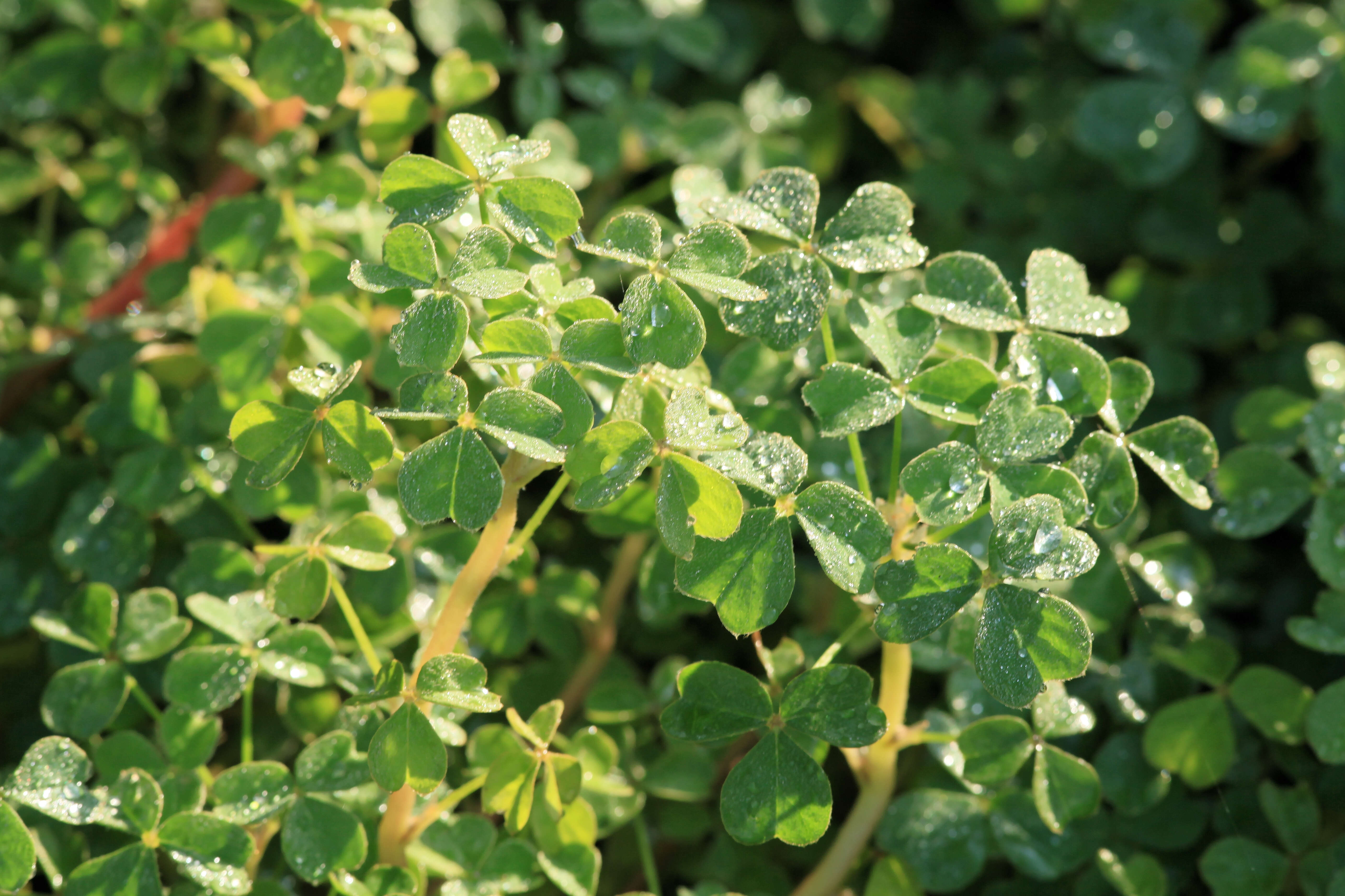 Imagem de Oxalis tuberosa Molina