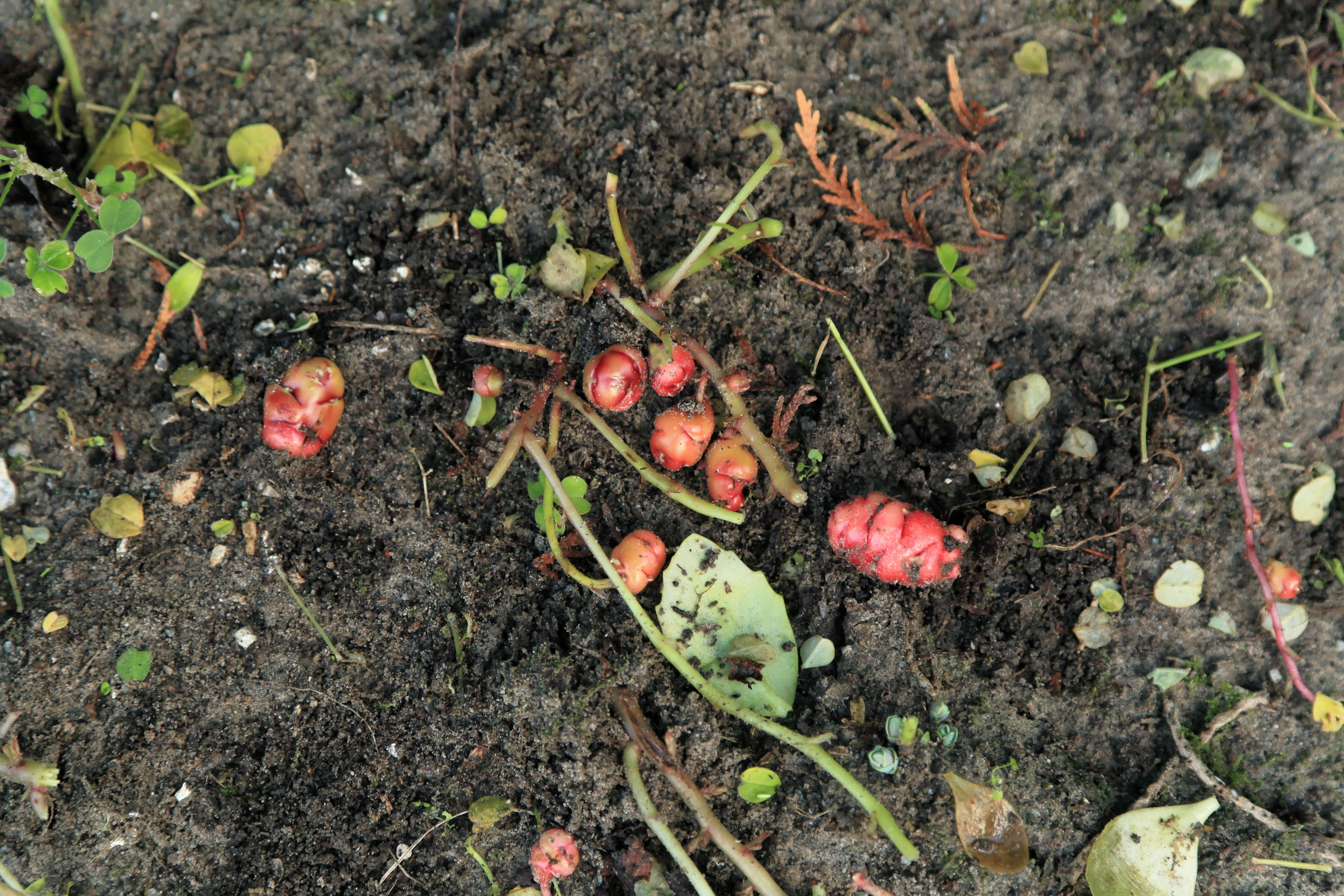 Imagem de Oxalis tuberosa Molina