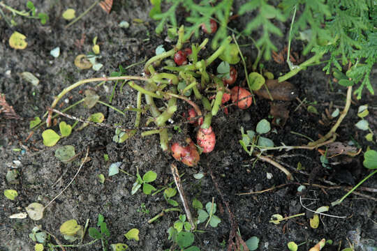 Image of oca