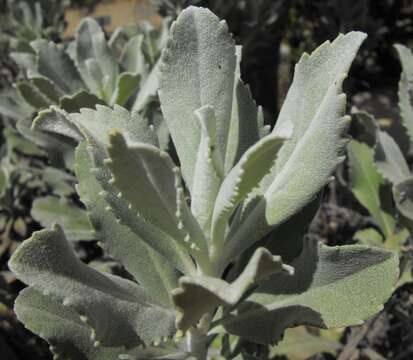 Image of island bristleweed