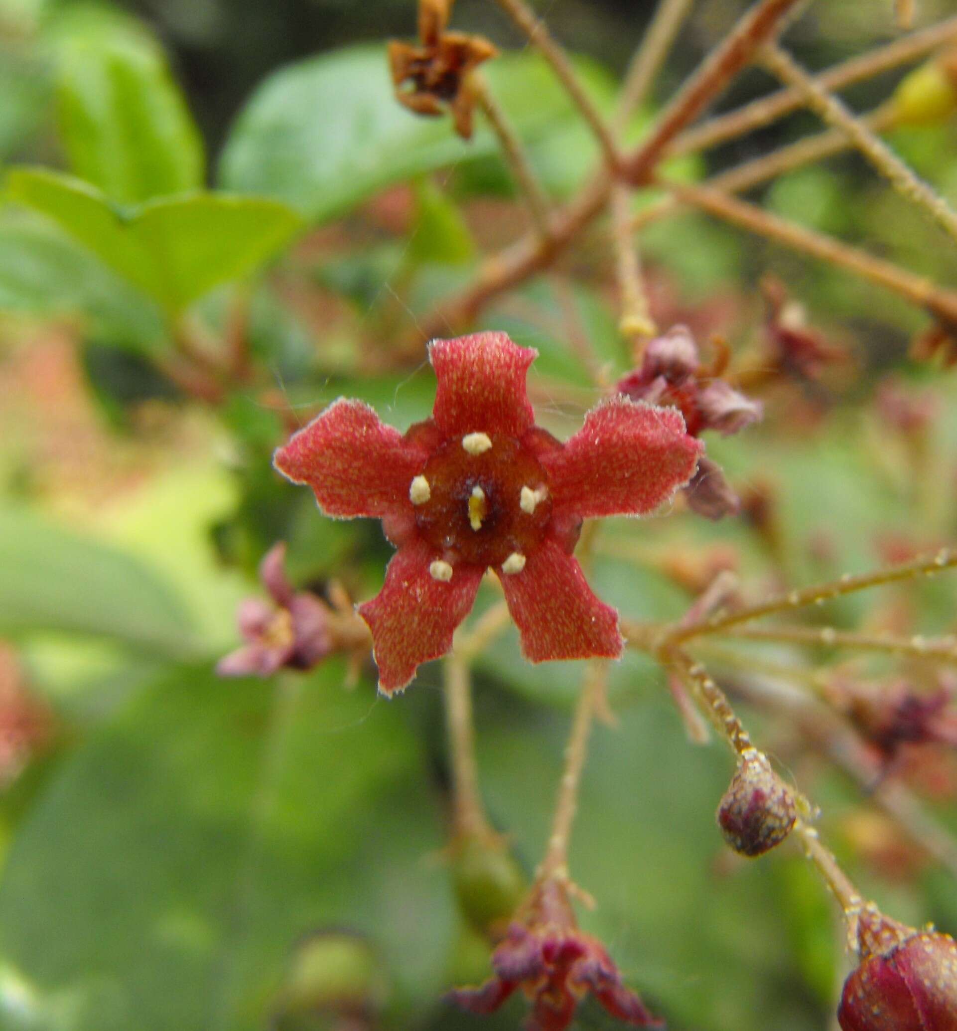 Image of island gooseberry