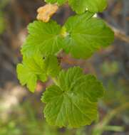 Image of Santa Cruz gooseberry