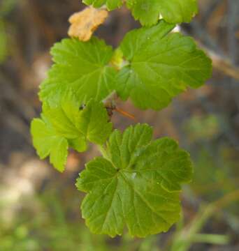 Image of Santa Cruz gooseberry