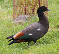 Image of Paradise Shelduck