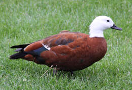 Image of Paradise Shelduck