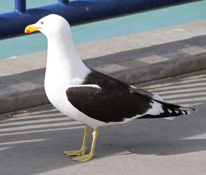 Image of Kelp Gull