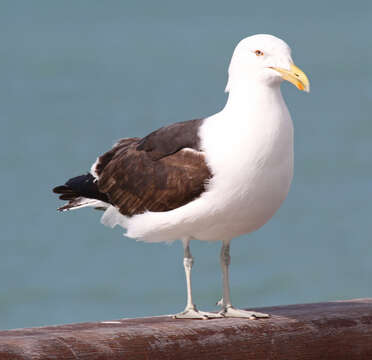 Image of Kelp Gull