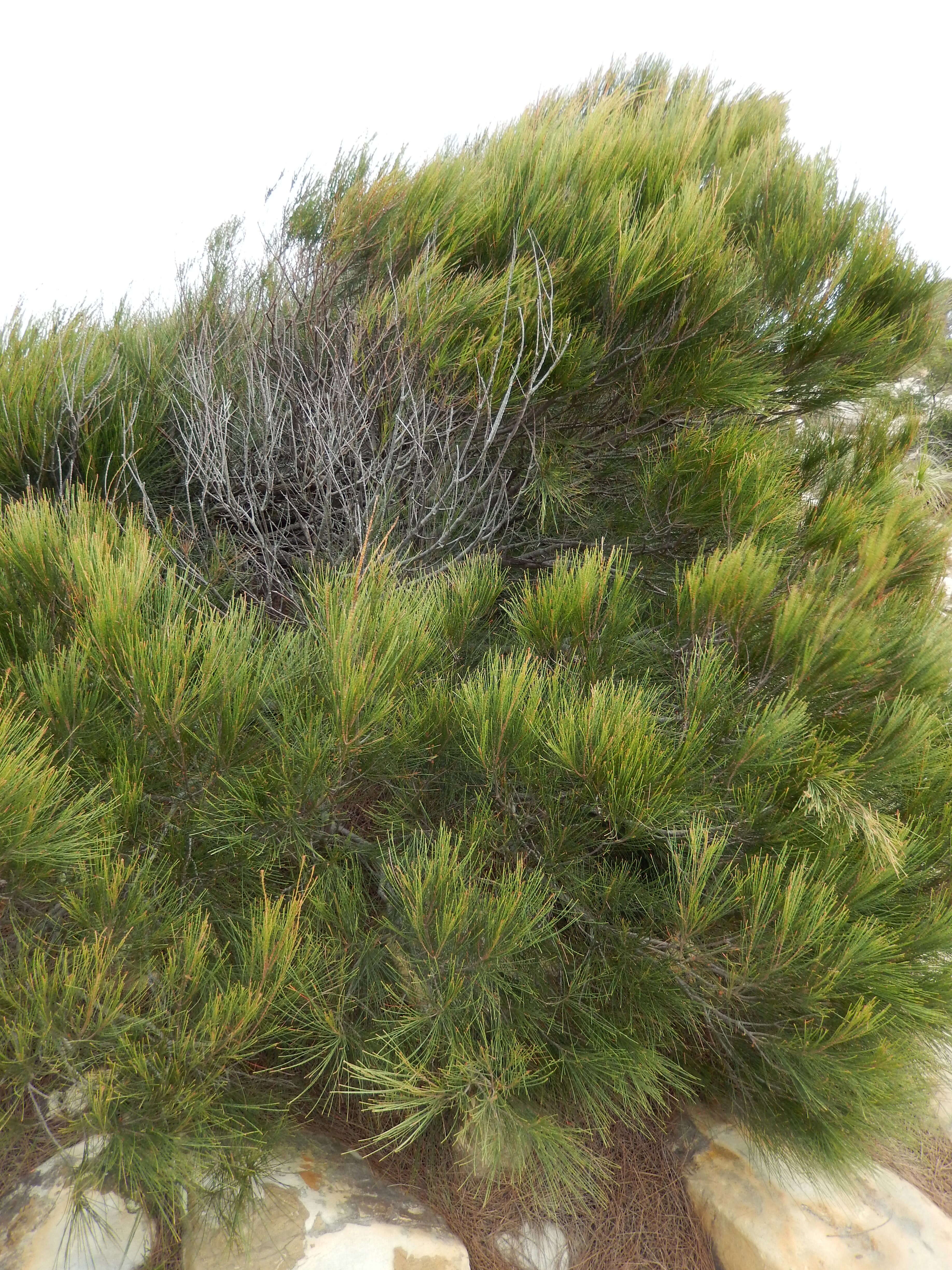 Image of Allocasuarina thalassoscopica L. A. S. Johnson