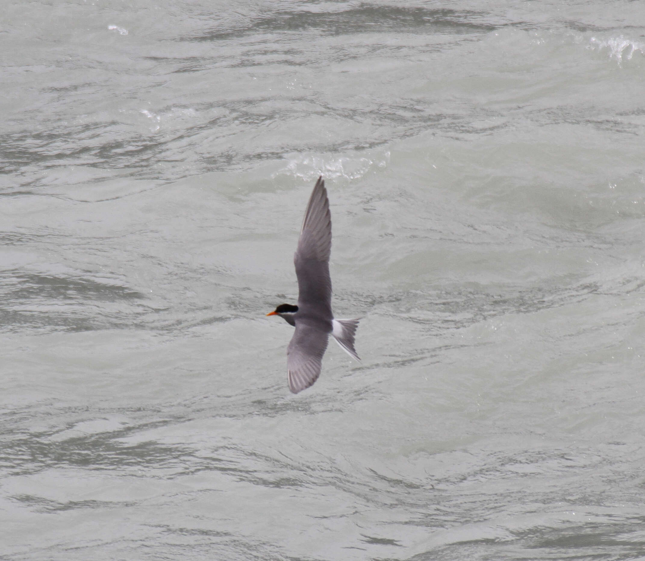 Image of Black-fronted Tern