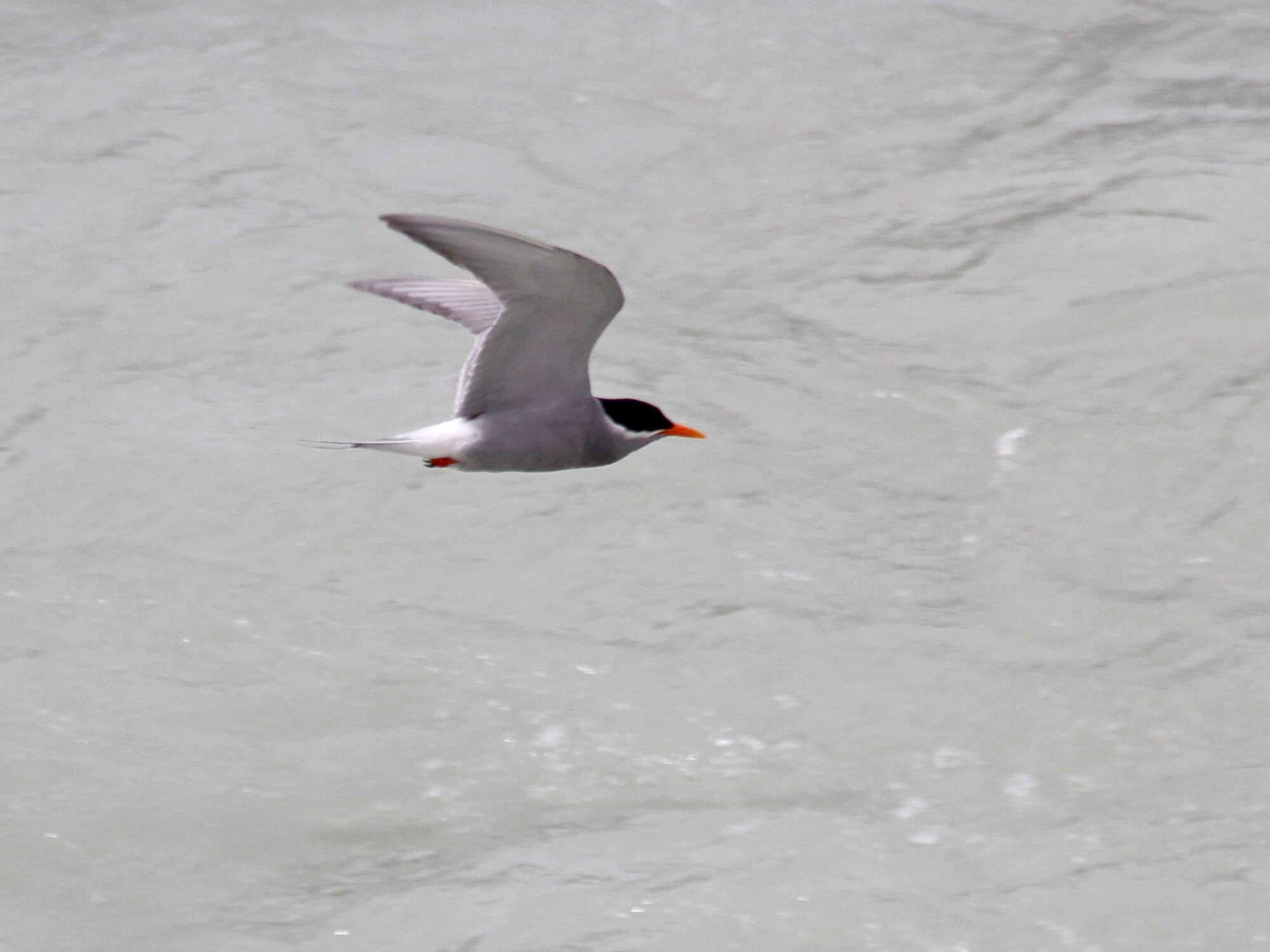 Image of Black-fronted Tern