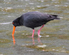 Imagem de Haematopus unicolor Forster & JR 1844