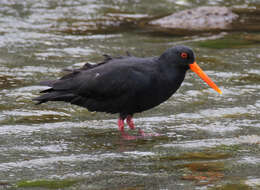 Imagem de Haematopus unicolor Forster & JR 1844