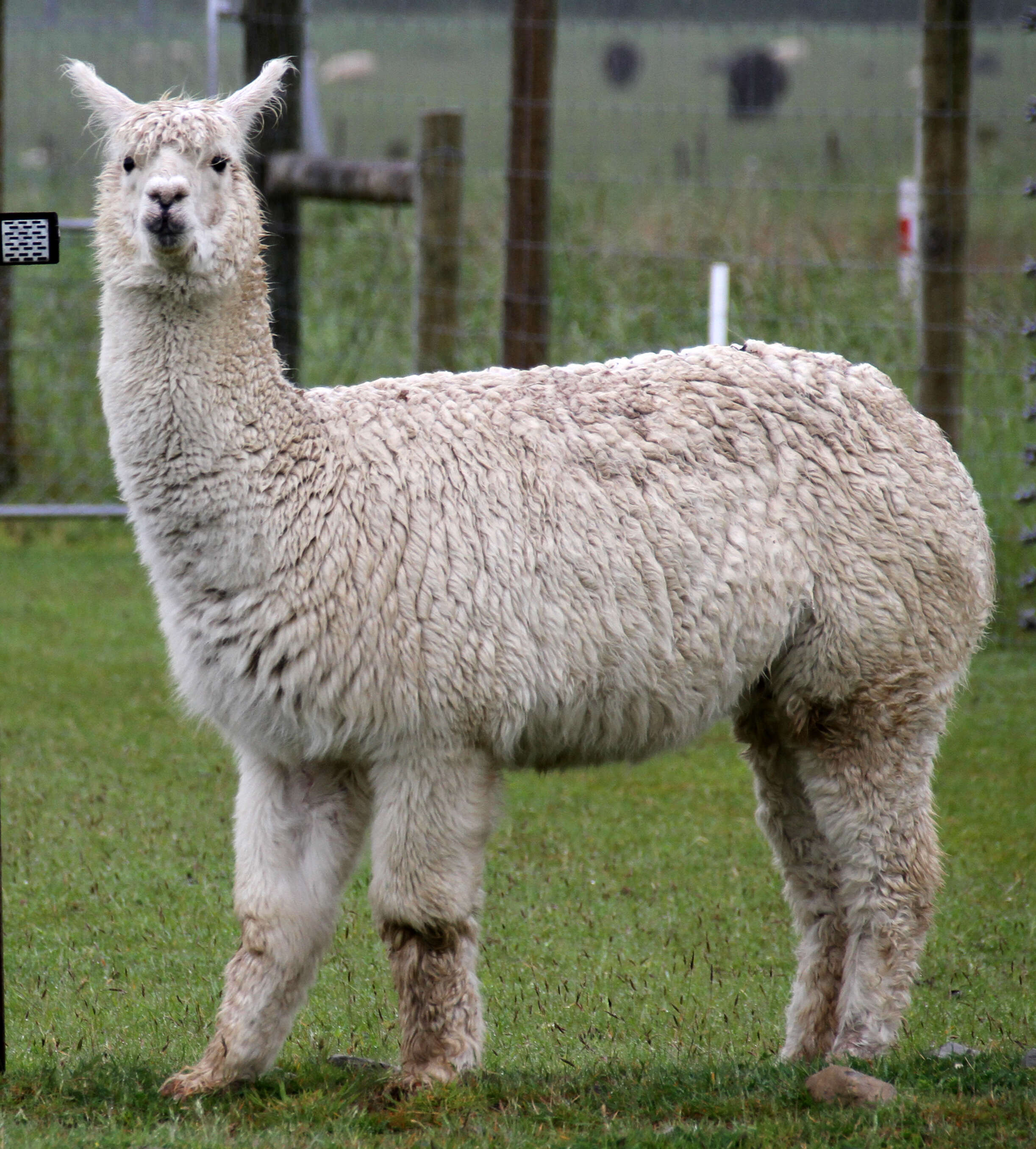 Image of Alpaca