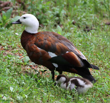 Image of Paradise Shelduck