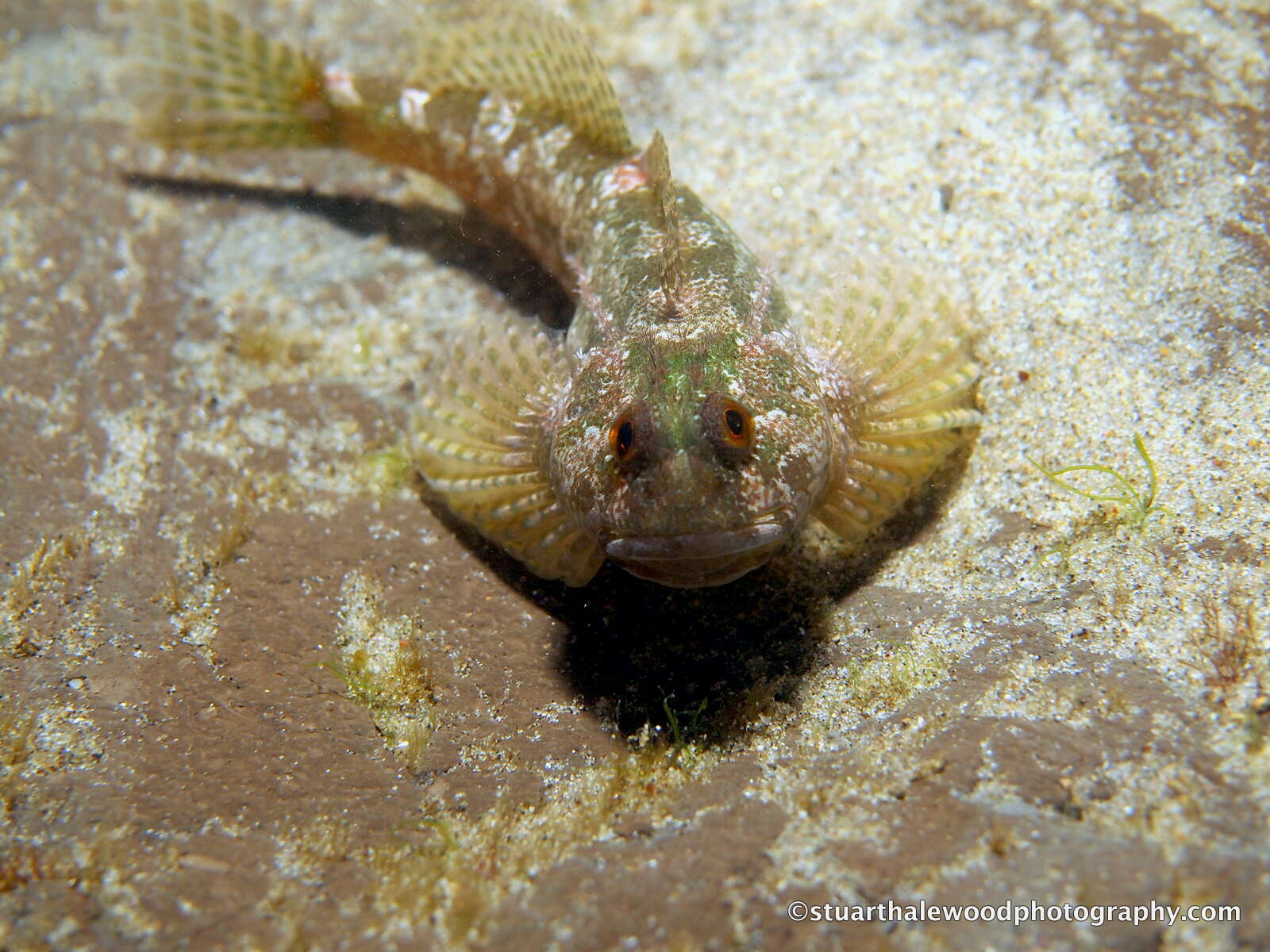 Image of Tidepool sculpin