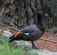 Image of Paradise Shelduck