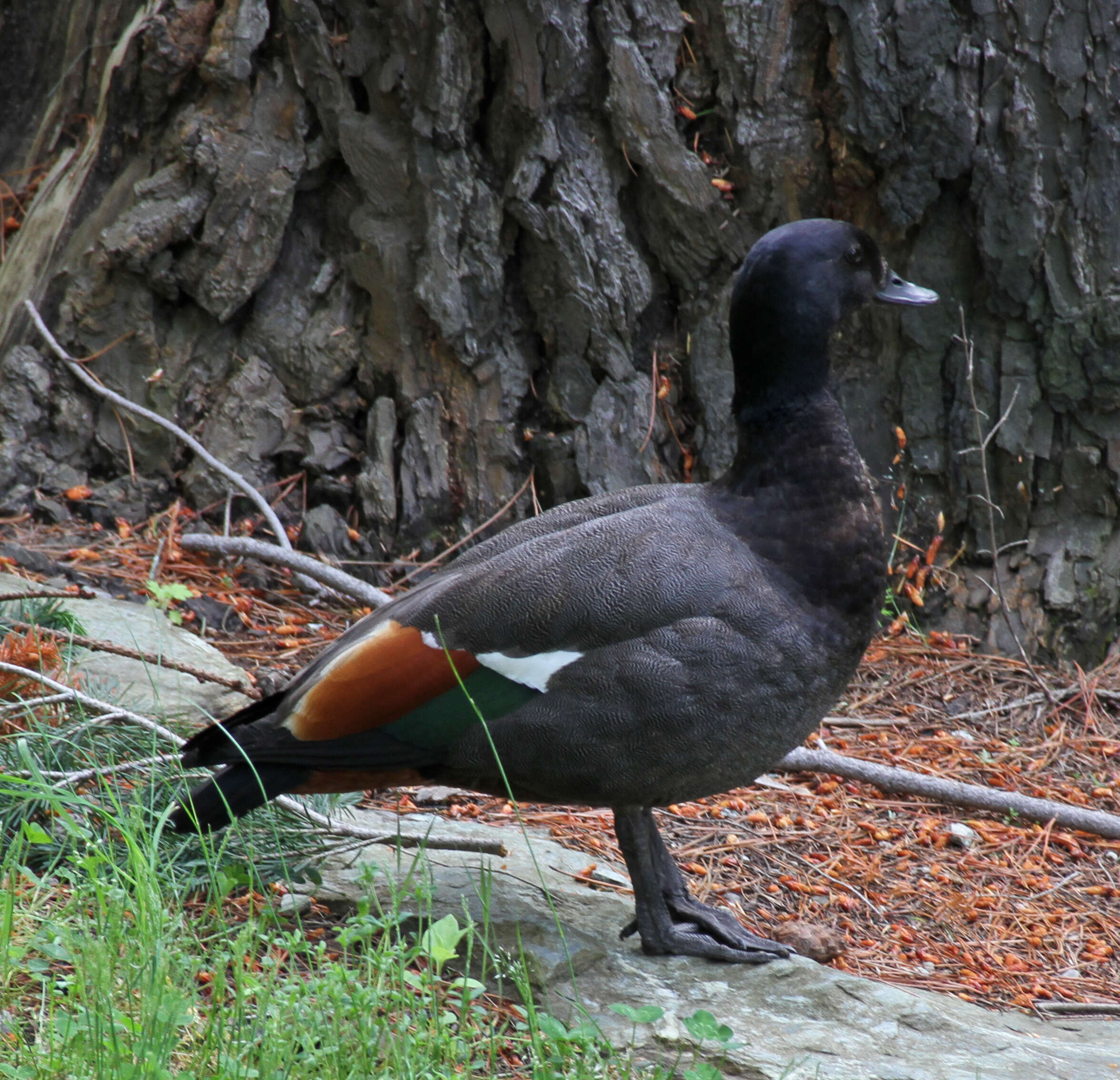 Image of Paradise Shelduck