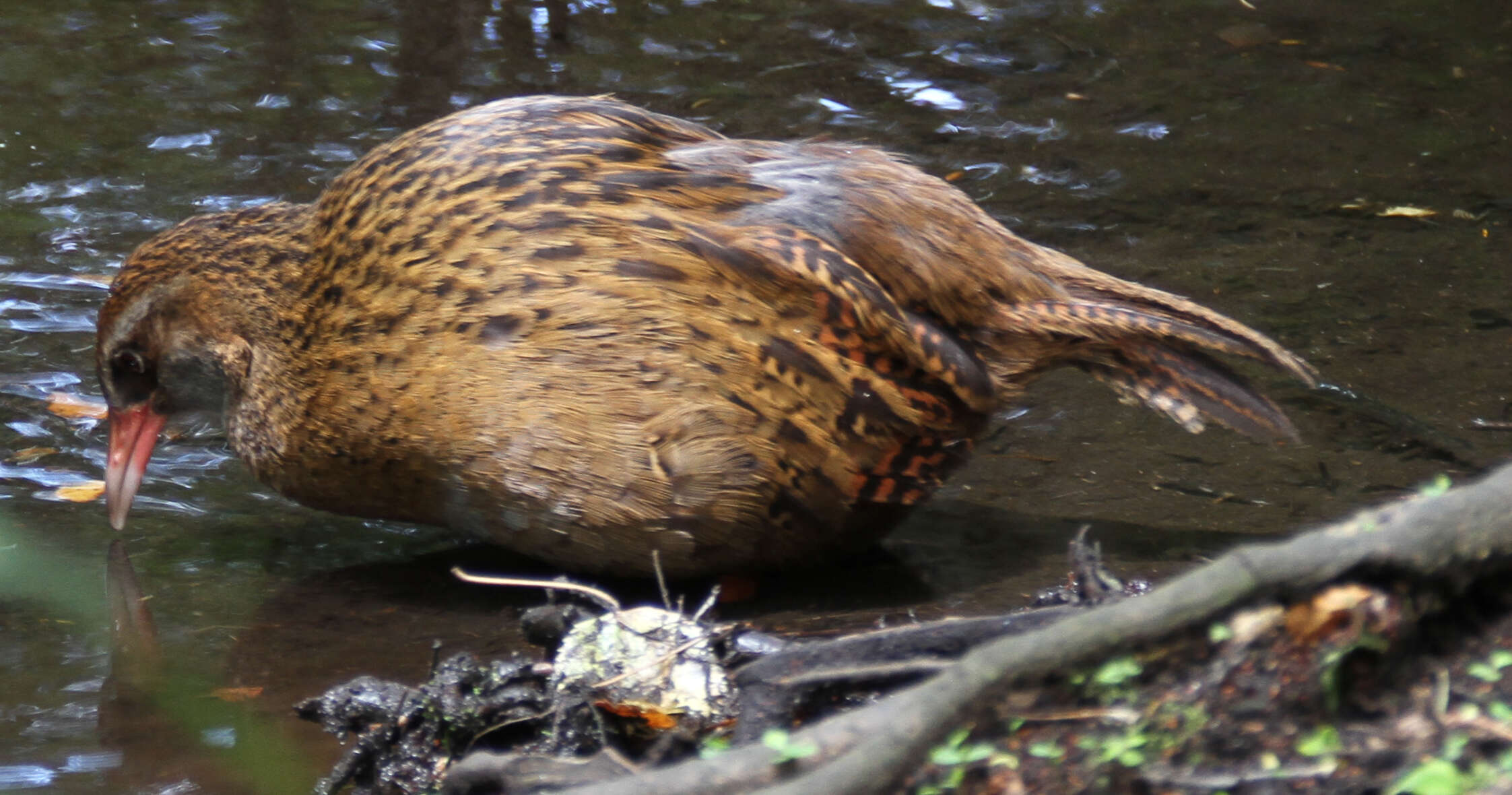 Image of Weka