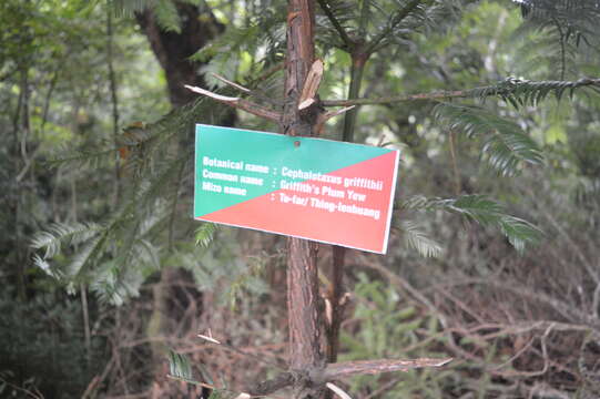 Image of Cephalotaxus griffithii