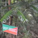 Image of Cephalotaxus griffithii