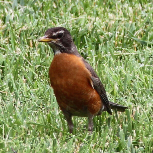 Image of American Robin