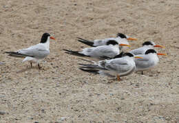 Image of Elegant Tern