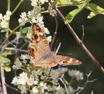 Image of Meadow Argus