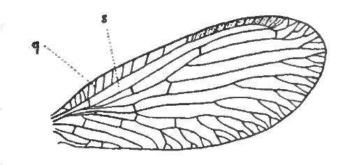 Image of Sisyra nigra (Retzius 1783)