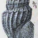 Image de Oenopota obliqua (Sars G. O. 1878)