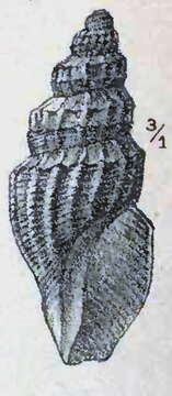 Image of Oenopota obliqua (Sars G. O. 1878)