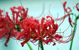 Image of red spider lily