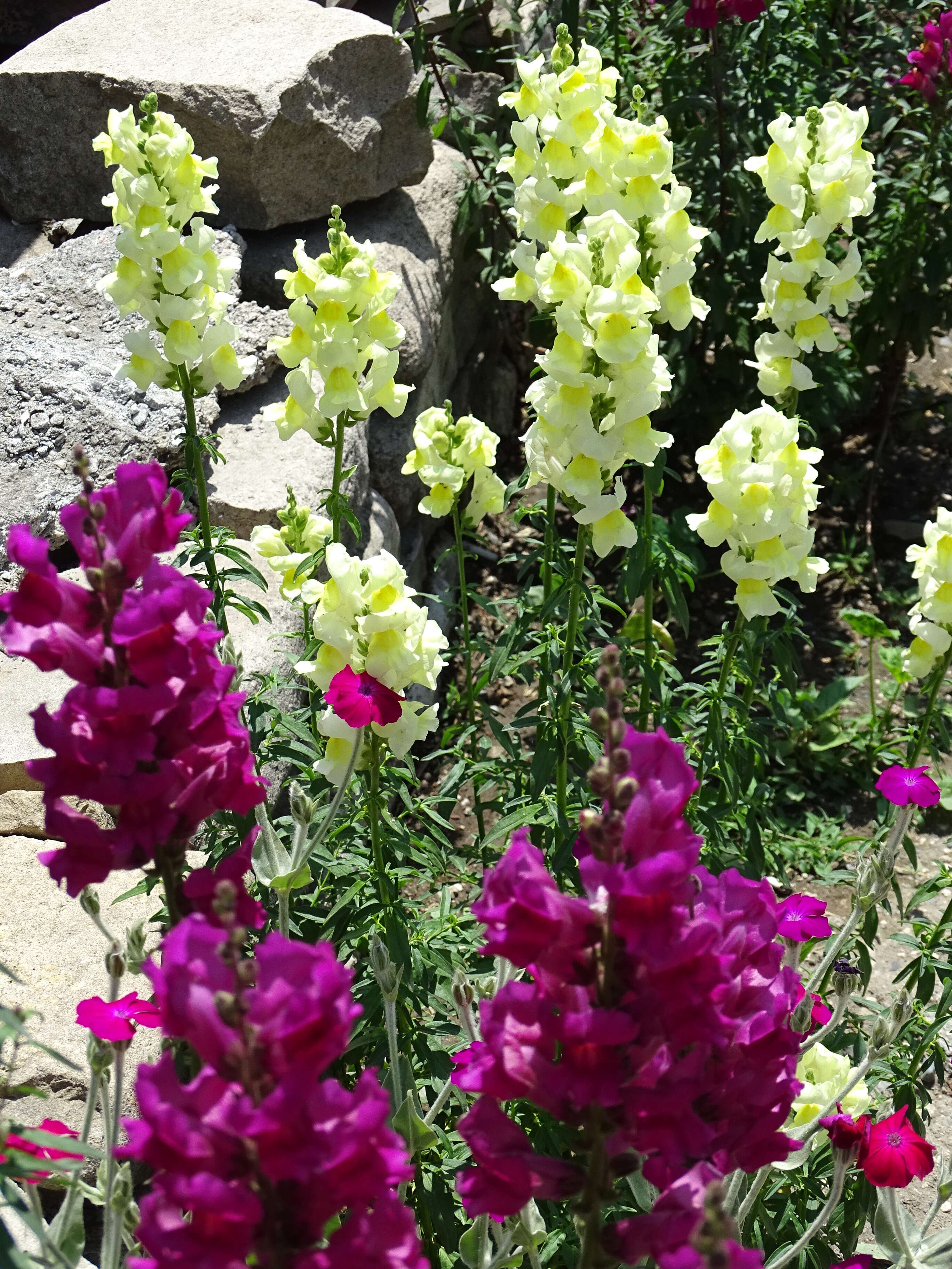 Image of Snap Dragons