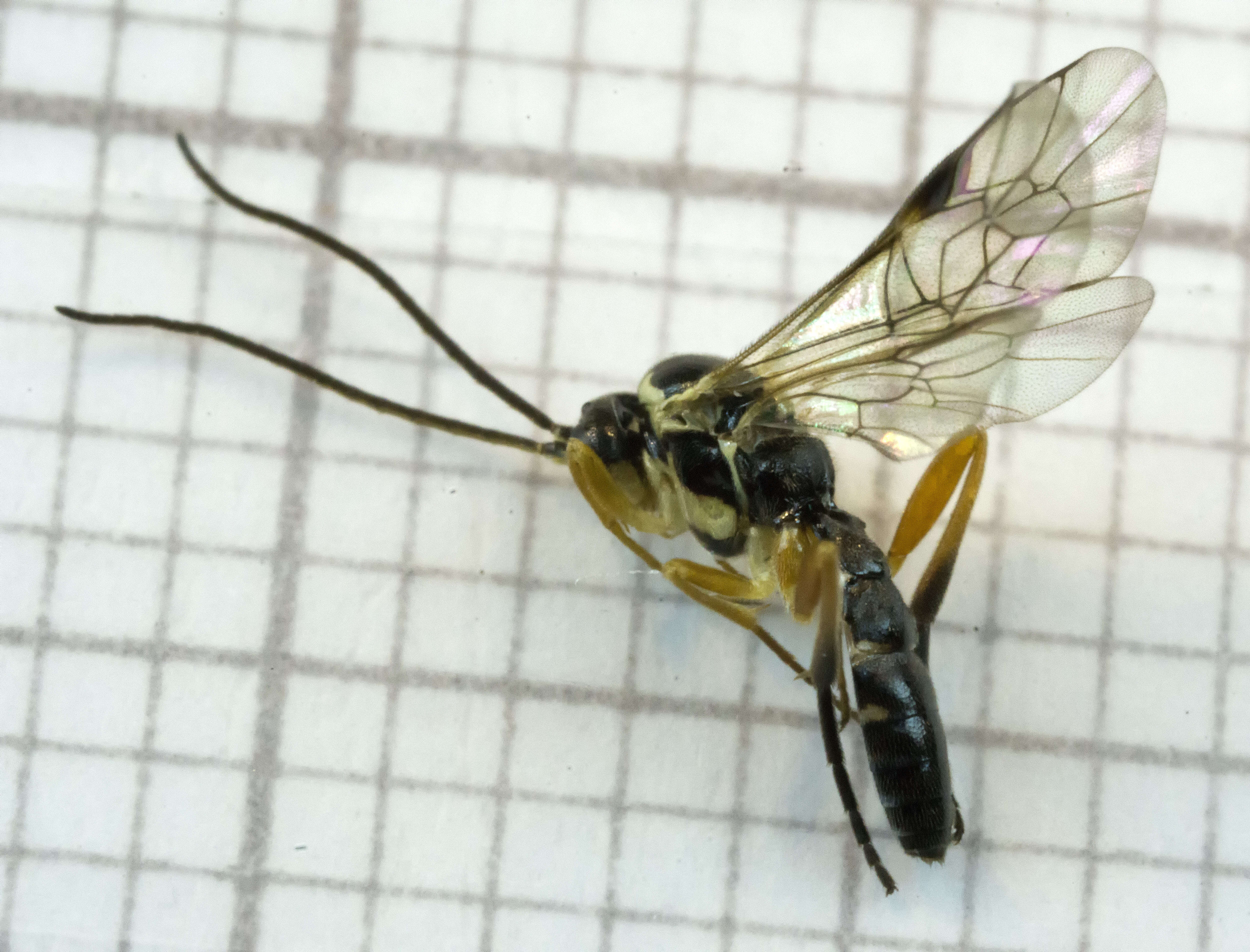 Image of Syrphus