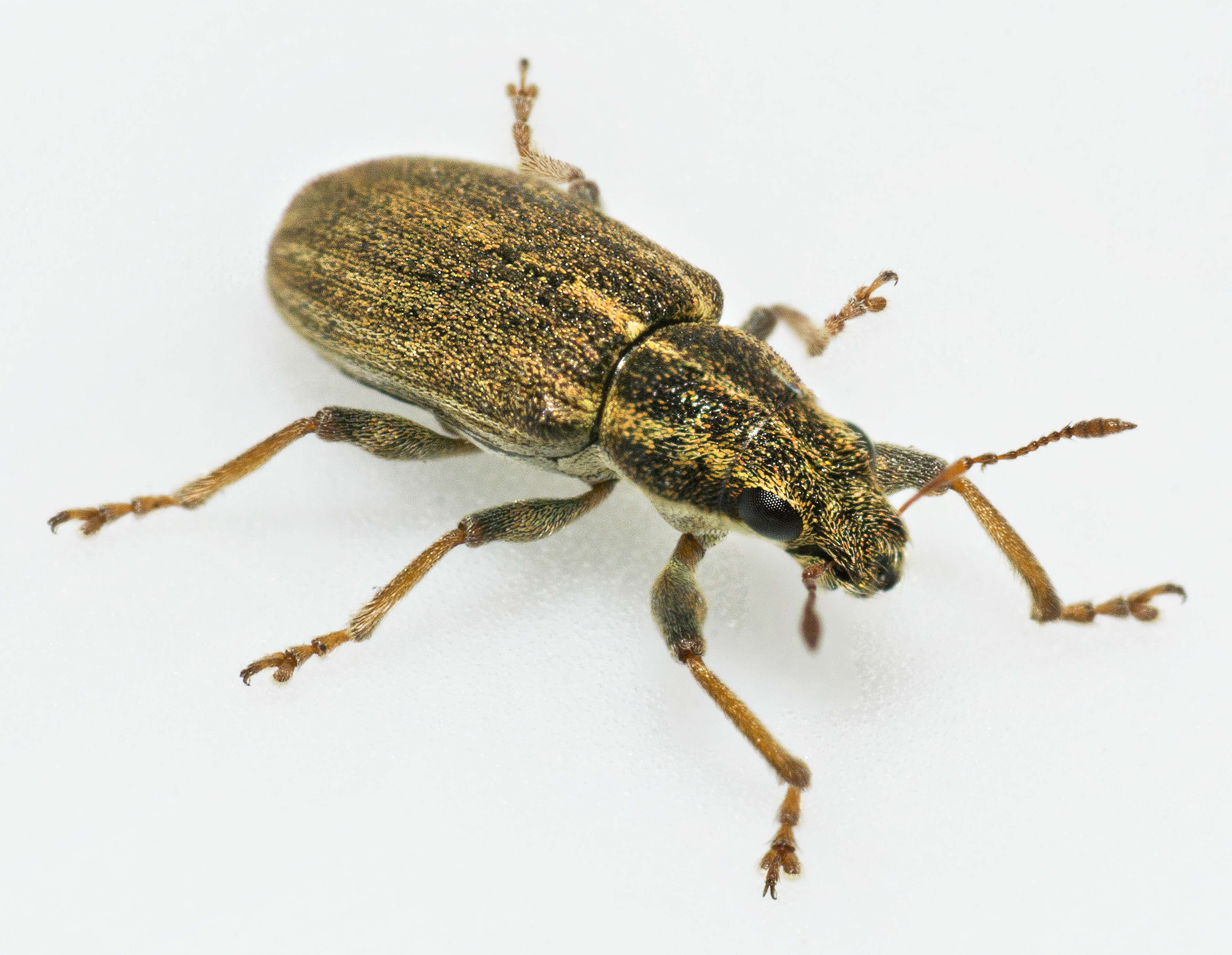 Image of Pea Leaf Weevil