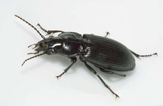 Plancia ëd Pterostichus (Petrophilus) melanarius (Illiger 1798)