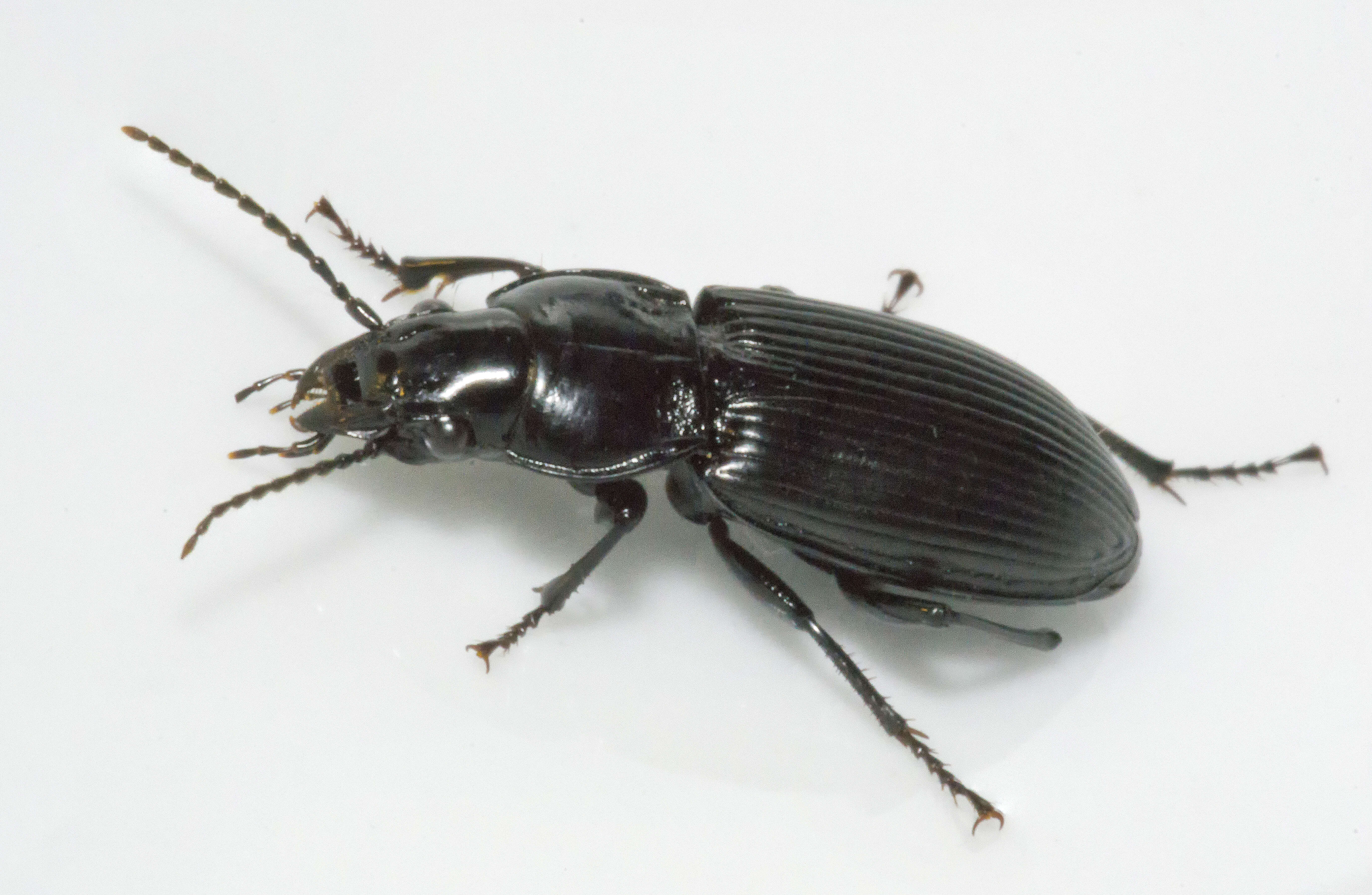 Image of Carabidae