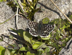 Image of Grizzled skipper