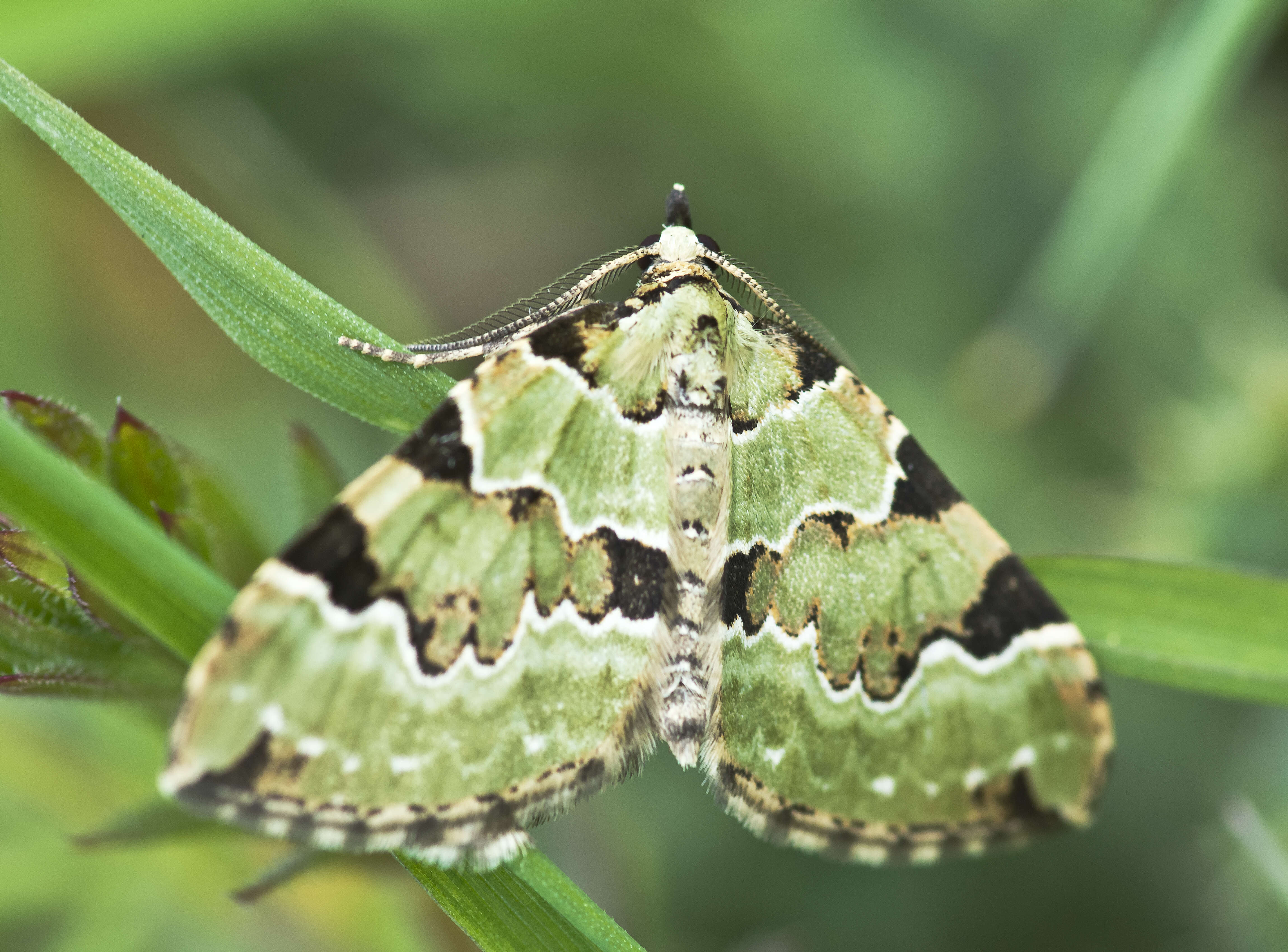 Image of green carpet