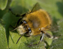 Image of Anthophora plumipes (Pallas 1772)