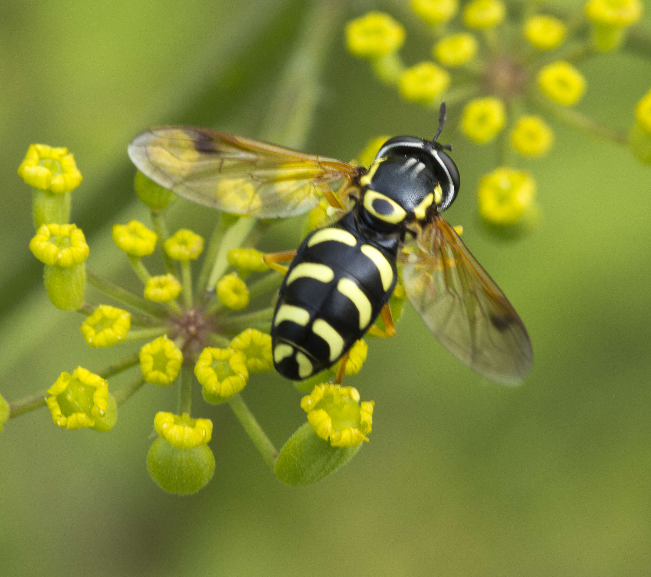 Image of <i>Chrysotoxum festivum</i>