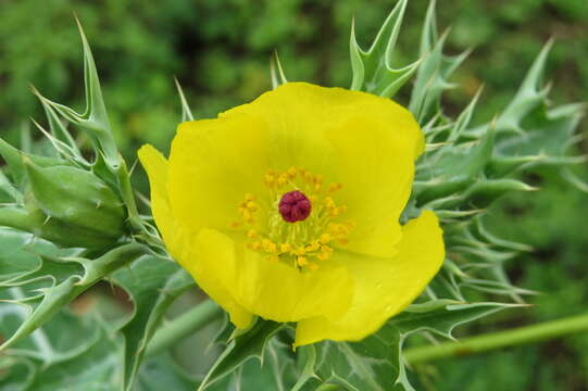 Image of Mexican pricklypoppy