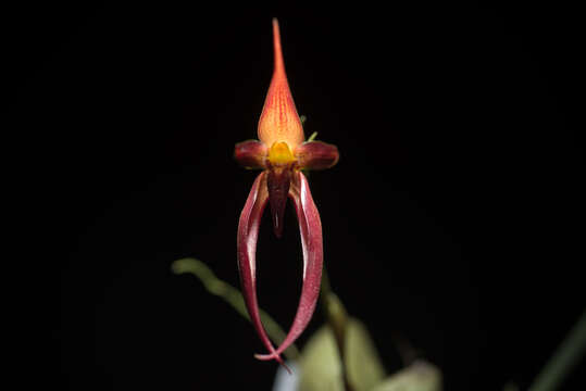 Image of Bulbophyllum basisetum J. J. Sm.