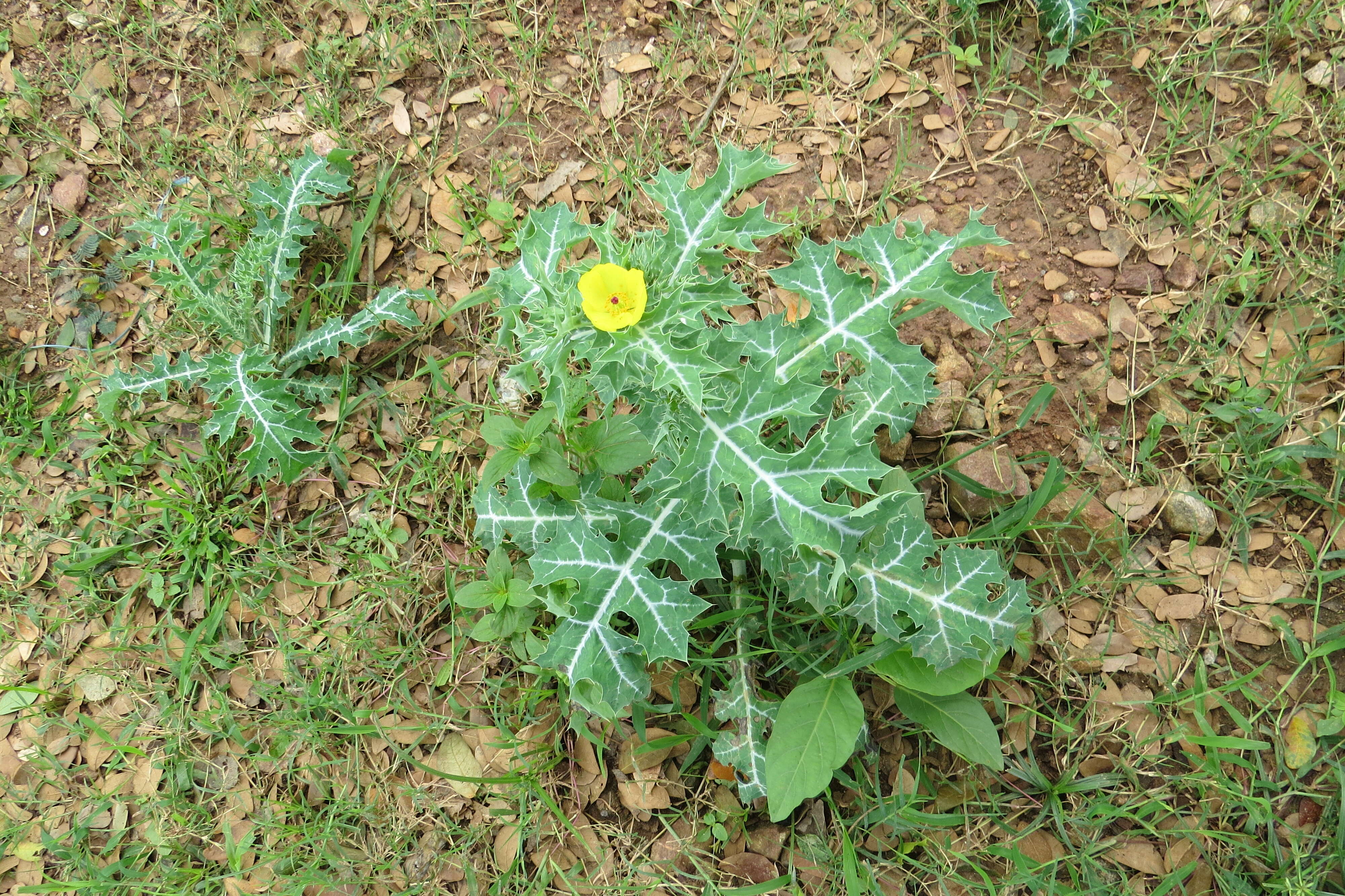 Image of Mexican pricklypoppy